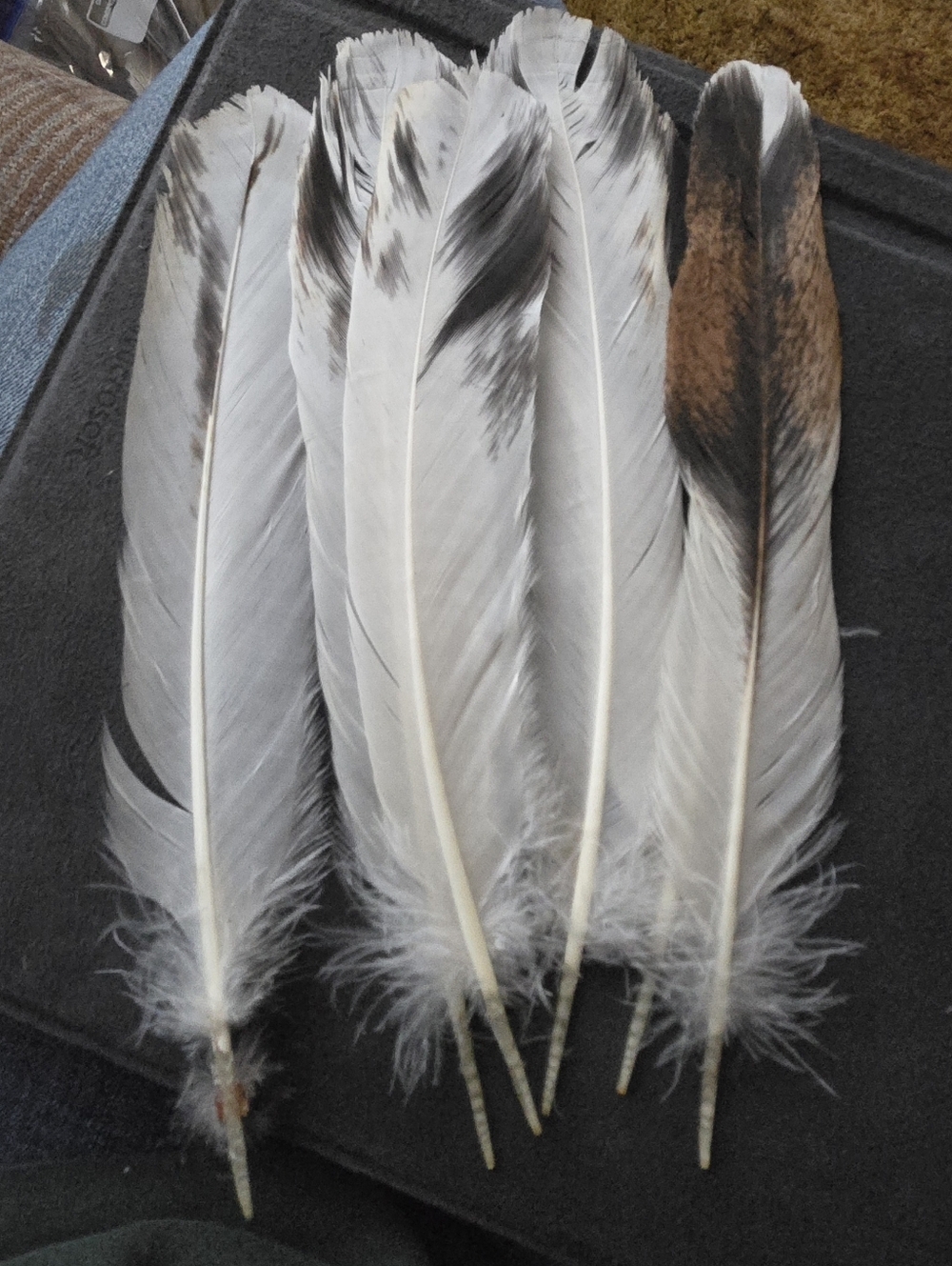Natural Mixed Feather Bundle - White, Brown & Black